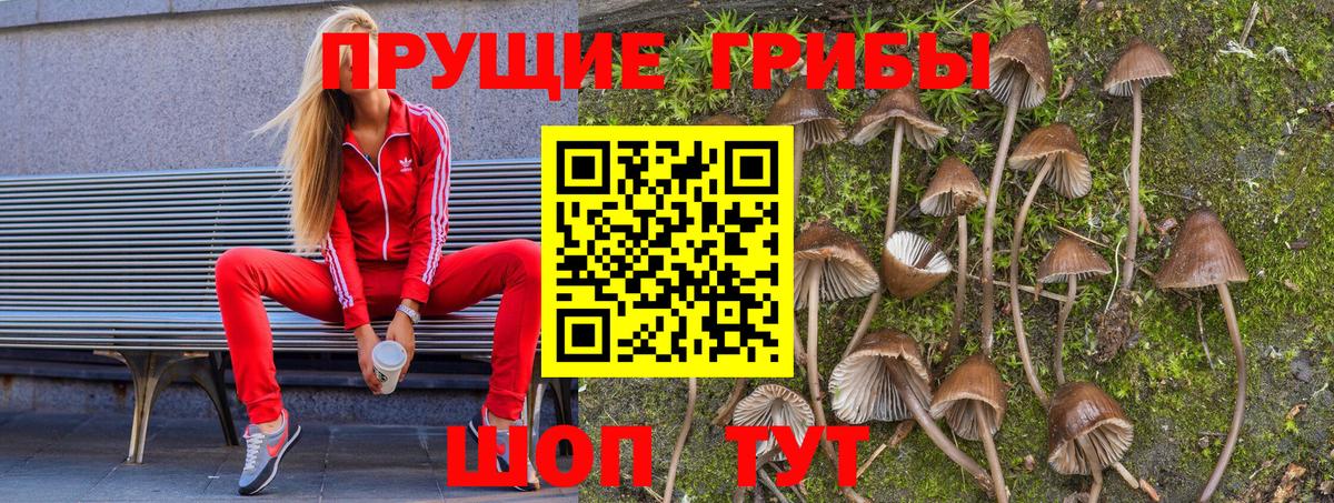 Псилоцибиновые грибы Cubensis Долгопрудный